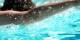 وعده غذایی قبل از مسابقه شنا