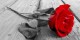 داستان شاد بود که مرغکی را در تعلق دارد