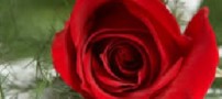 شعر کودکانه موشی موشی