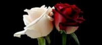 شعر جالب مهر می ورزیم…
