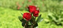 شعری از ناصر خسرو