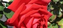 چند بیت شعر بسیار جالب