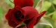 شعر بسیار عاشقانه ی طلوع