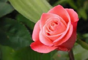 بردند به غارت کفن و پیرهنم را