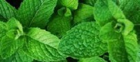 مزایای مصرف نعنا