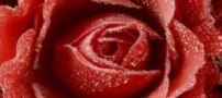 دعایت می کنم، روزی بفهمی