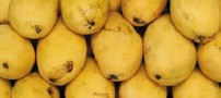 تاثیر جالب انبه در لاغری