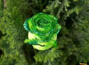 بفهمی زندگی بی عشق نازیباست