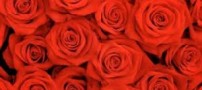 زمین به گِرد سر آفتای می گردید!