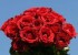 شعر ی از  استاد شهریار بزرگ