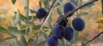 درخت زیتون درختی همیشه سبز است