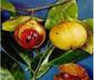 پیش دهد میوه بر آرد بهار