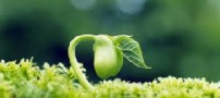 دیابت یك اختلال در سوخت و ساز بدن