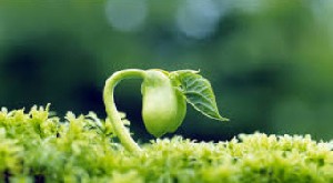 دیابت یك اختلال در سوخت و ساز بدن