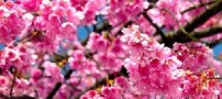 با گریه های یکریز (قیصر امین پور)