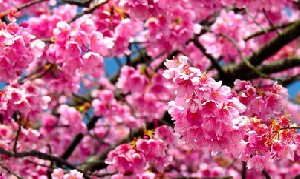 با گریه های یکریز (قیصر امین پور)