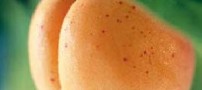 زردآلو تصفیه کننده خون است