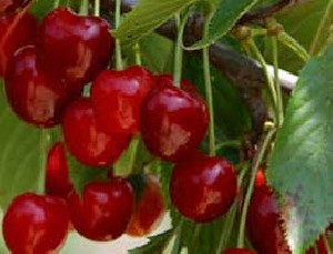 خواص بسیار مهم آلبالو و گیلاس