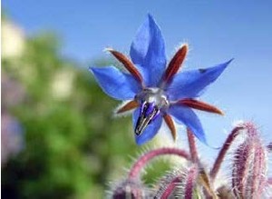 خاصیت باورنکردنی گل گاو زبان