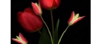 نکات مثبت زندگی افراد برجسته ‌تر می‌ شود؟