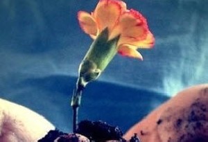 ریلکسیشن طولانی چگونه است؟