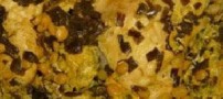 طرز تهیه سیر قلیه گیلانی