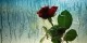 شعرهای عاشقانه هوشنگ ابتهاج