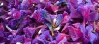 مصرف بیش از حد داروهای گیاهی و خطرات آن!