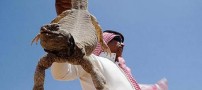 تصاویر چندش آور شکار و خوردن مارمولک در عربستان