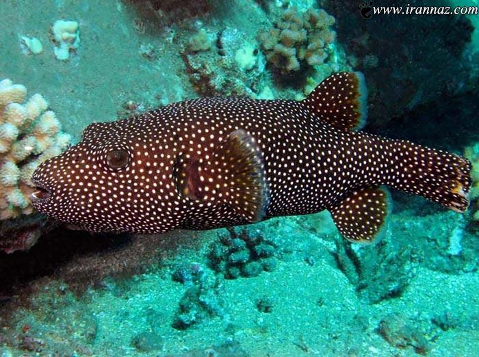 عکس هایی از اسرار دیدنی و شگفت انگیز اعماق دریاها