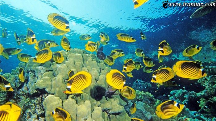 عکس هایی از اسرار دیدنی و شگفت انگیز اعماق دریاها