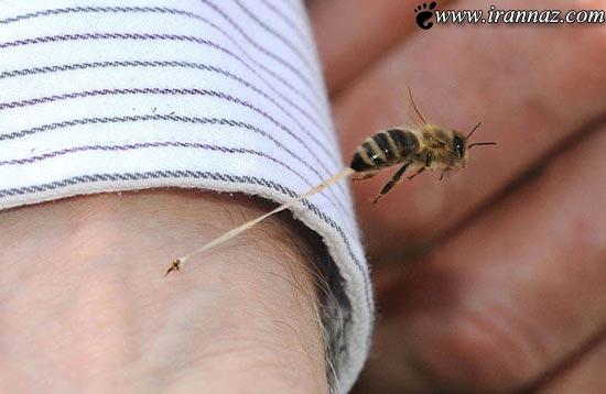 عکسهای جالب از شکار لحظه های دیدنی با کیفیت بالا