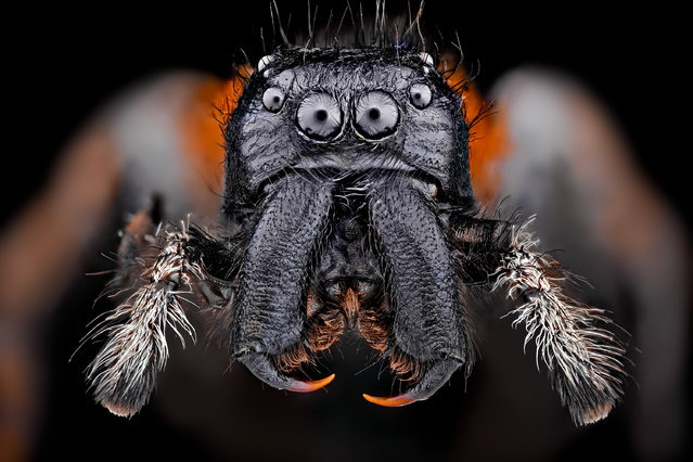 عکس های دیدنی و جالب از دنیای هراسناک حشرات