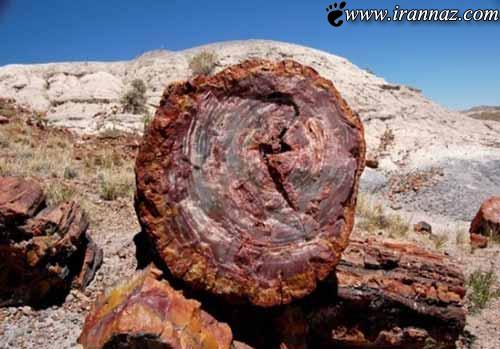 عکس هایی دیدنی از عجیب و غریب ترین جنگل در دنیا