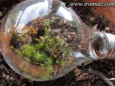 عکسهایی دیدنی از خلاقیت در استفاده از حباب لامپ
