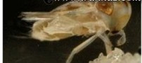 پر سر و صداترین موجود روی زمین با اندازه ی دو میلیمتر