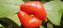 شباهت باور نکردنی این گل به لبهای انسان (تصاویر)