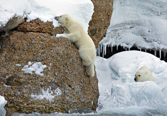 خانواده ی خرسهای قطبی به پیکنیک میروند (عکس)