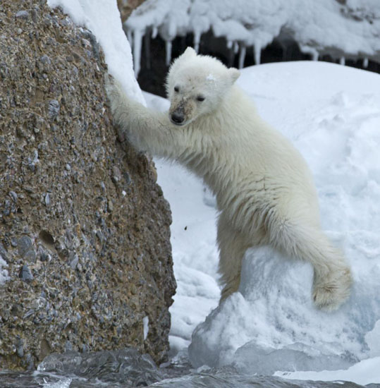 خانواده ی خرسهای قطبی به پیکنیک میروند (عکس)