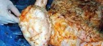 به دنیا آمدن یک بره با سری شبیه انسان!! (عکس)