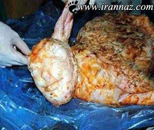به دنیا آمدن یک بره با سری شبیه انسان!! (عکس)