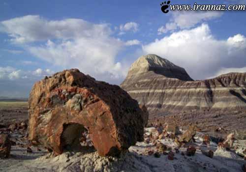 عکس هایی دیدنی از عجیب و غریب ترین جنگل در دنیا
