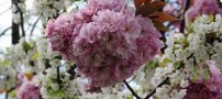 باور چنین اتفاق زیبایی بسیار سخت است!! (تصاویر)