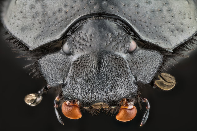 عکس های دیدنی و جالب از دنیای هراسناک حشرات