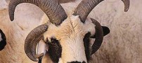 مشهور شدن این گوسفند عجیب الخلقه بخاطر ظاهرش