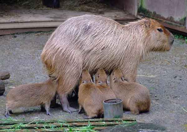 عکس های بسیار جالب از حس زیبای مادرانه در حیوانات