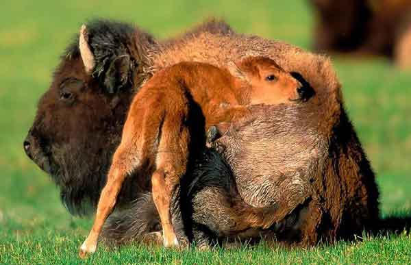 عکس های بسیار جالب از حس زیبای مادرانه در حیوانات