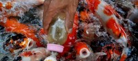 عکسهای بسیار جالب از شیر خوردن ماهی ها در تایلند