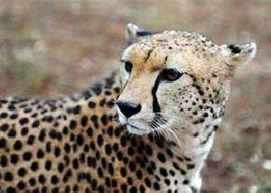 سگی است با سر گربه