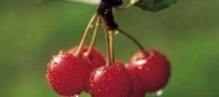 افراد چاق از این میوه بخورند